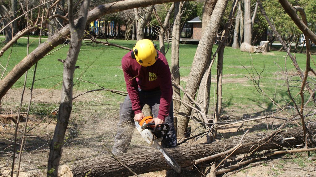 Tree removal